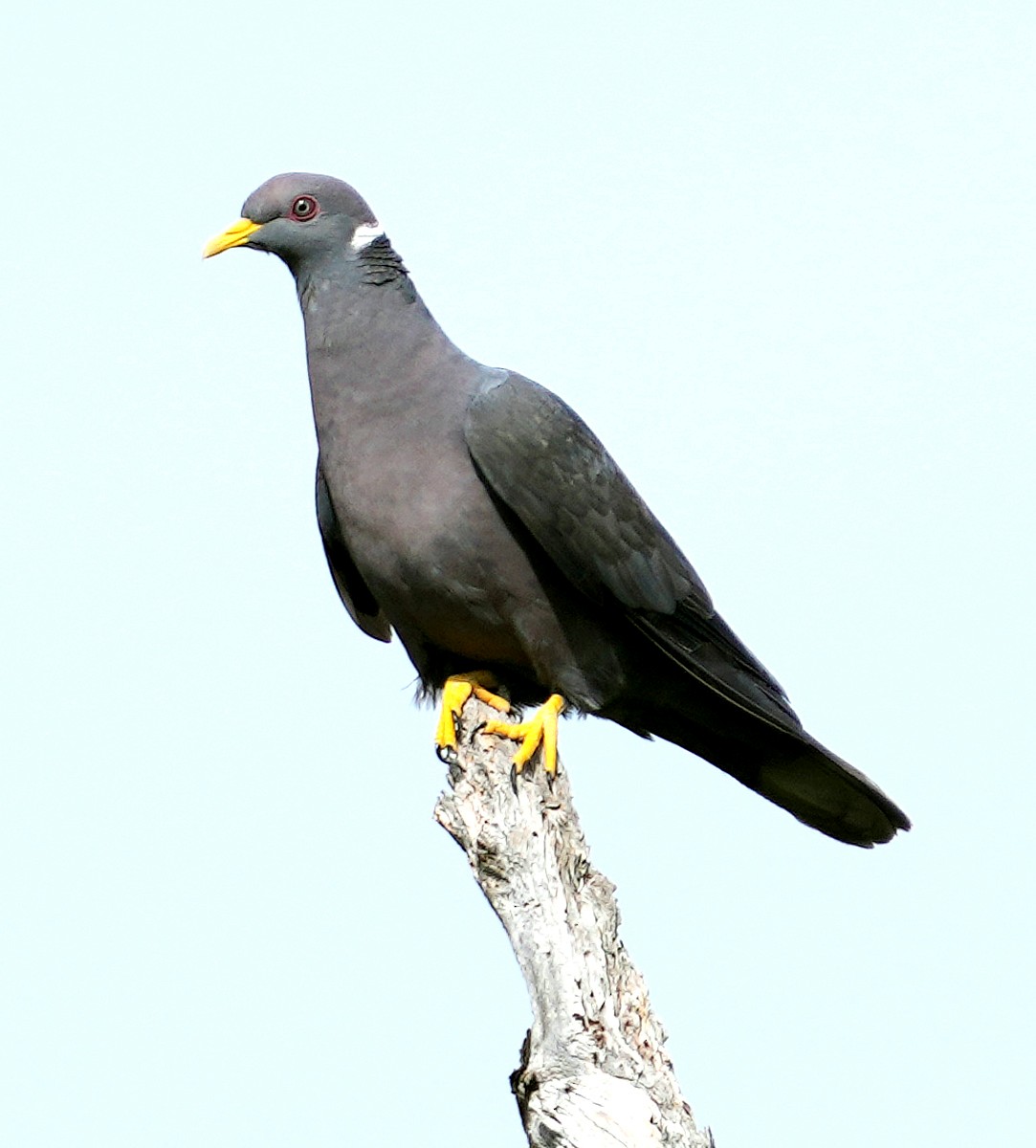 Band-tailed Pigeon - ML603898751