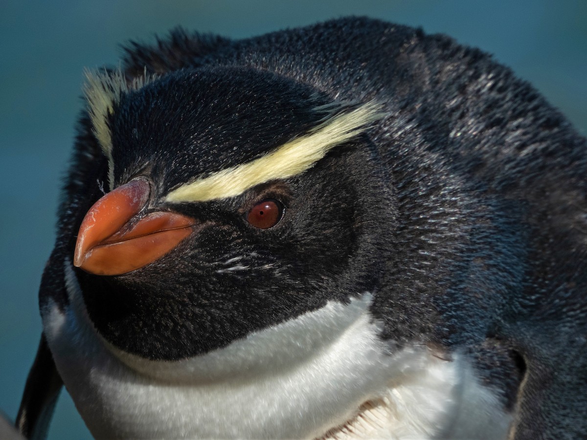 Толстоклювый пингвин - ML603902161