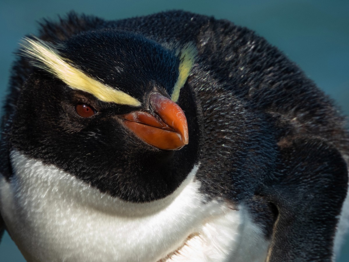 Толстоклювый пингвин - ML603902171