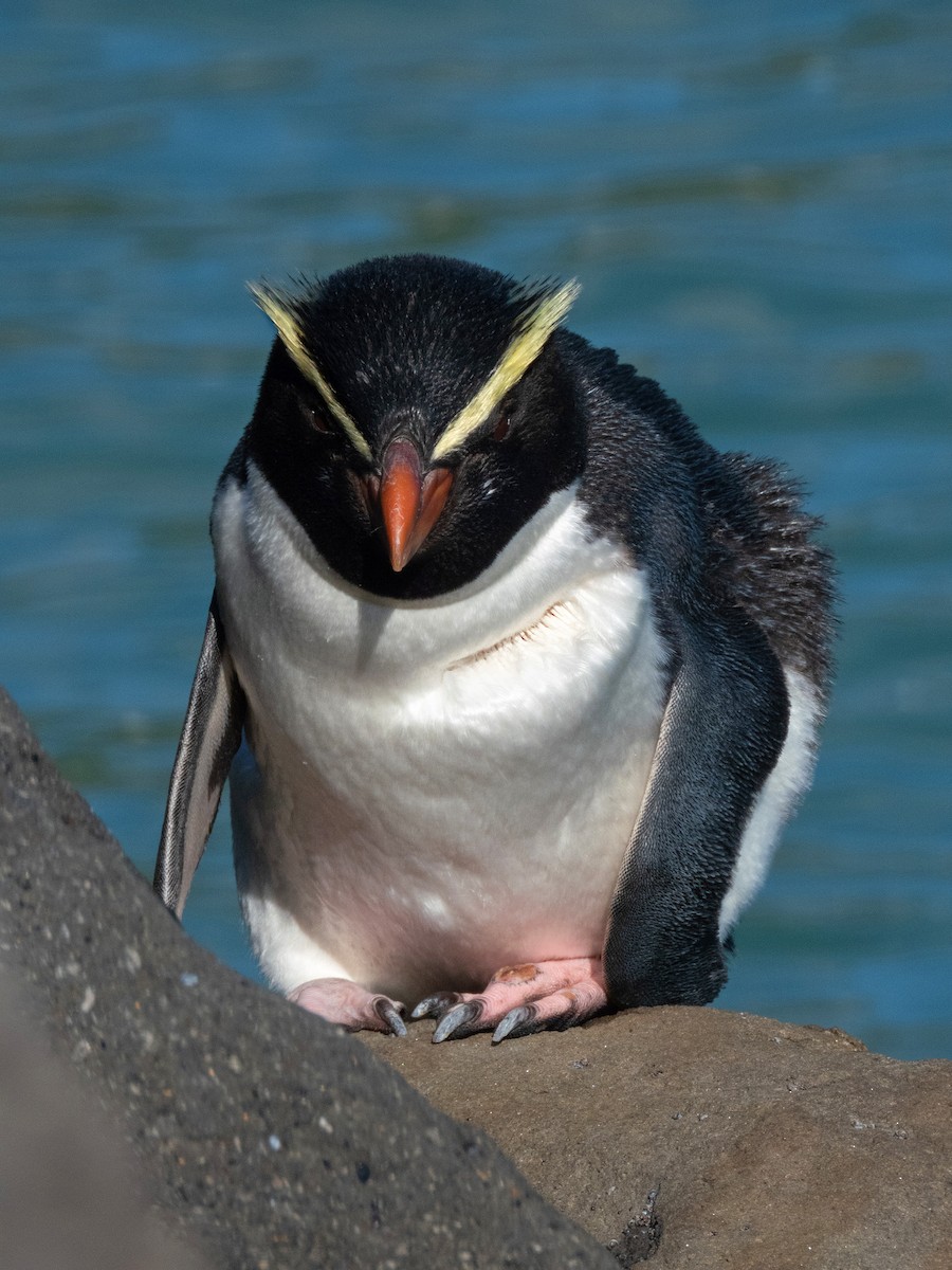Толстоклювый пингвин - ML603902181