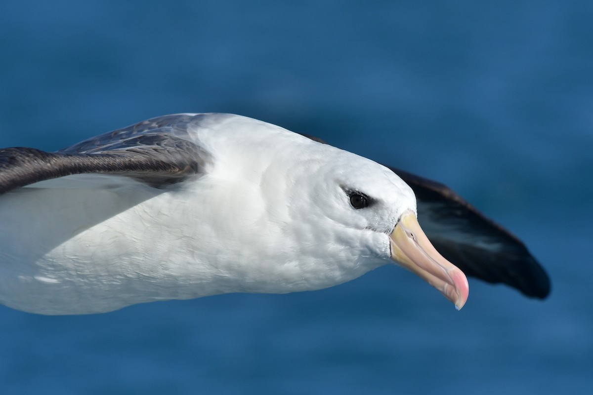 Black-browed Albatross (Black-browed) - ML603906341