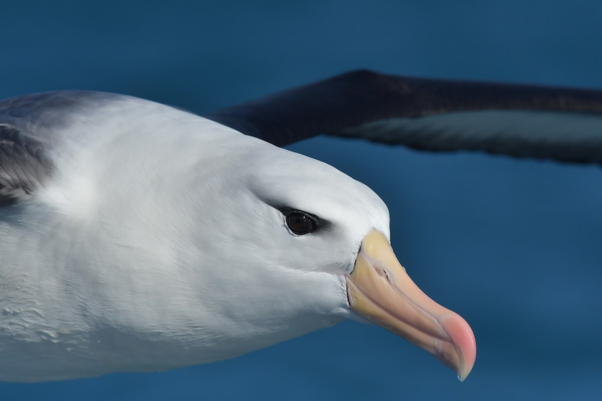 Black-browed Albatross (Black-browed) - ML603906481