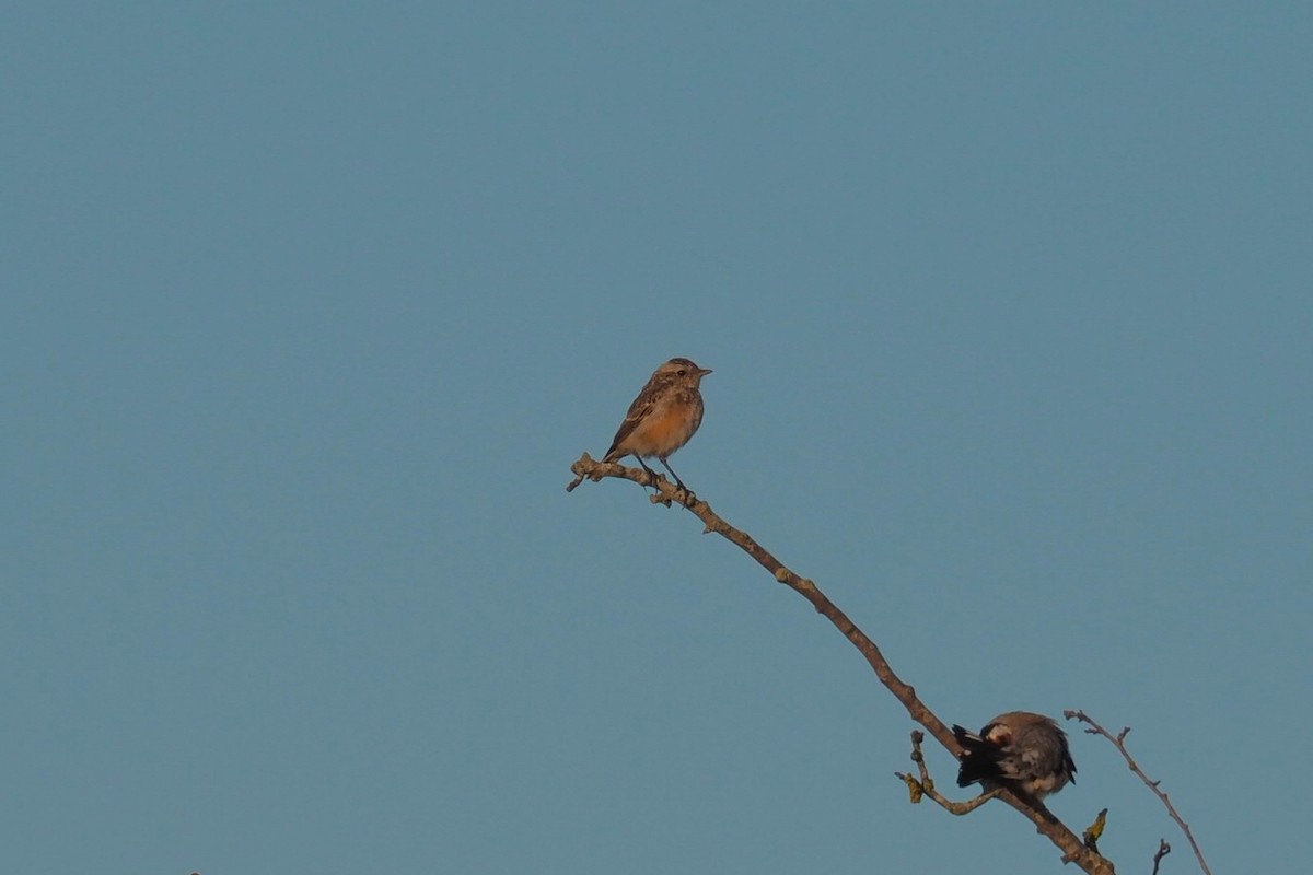 Whinchat - ML603909371