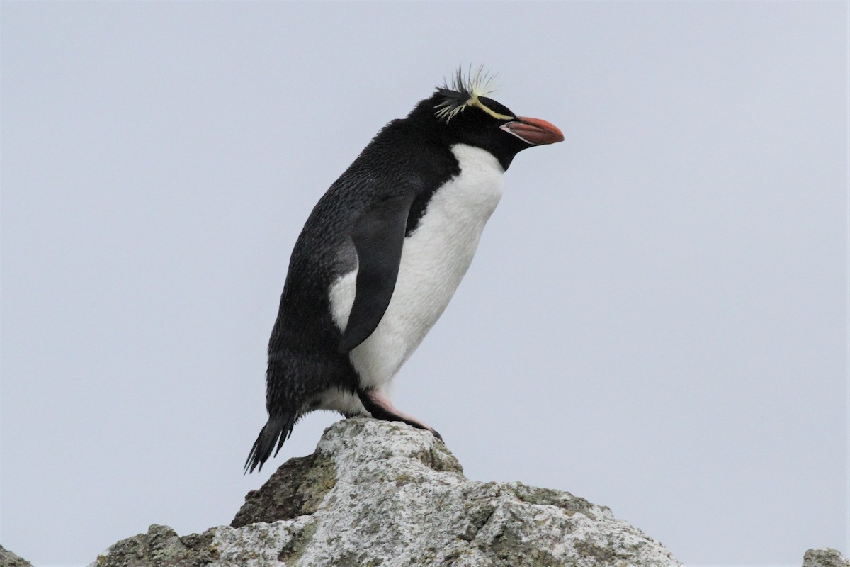 Erect-crested Penguin - Paul Budde