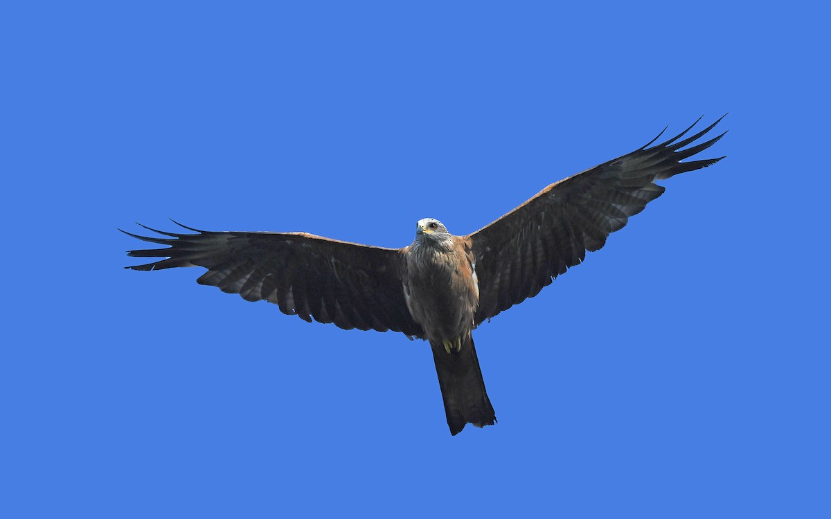 Black Kite (Black) - ML603913651