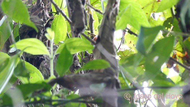 Red-faced Spinetail - ML603915441