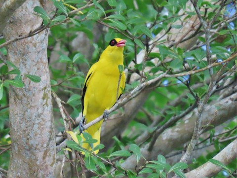 Black-naped Oriole - eBird