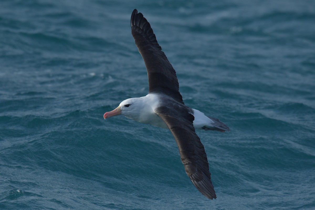 Black-browed Albatross (Black-browed) - ML603917491