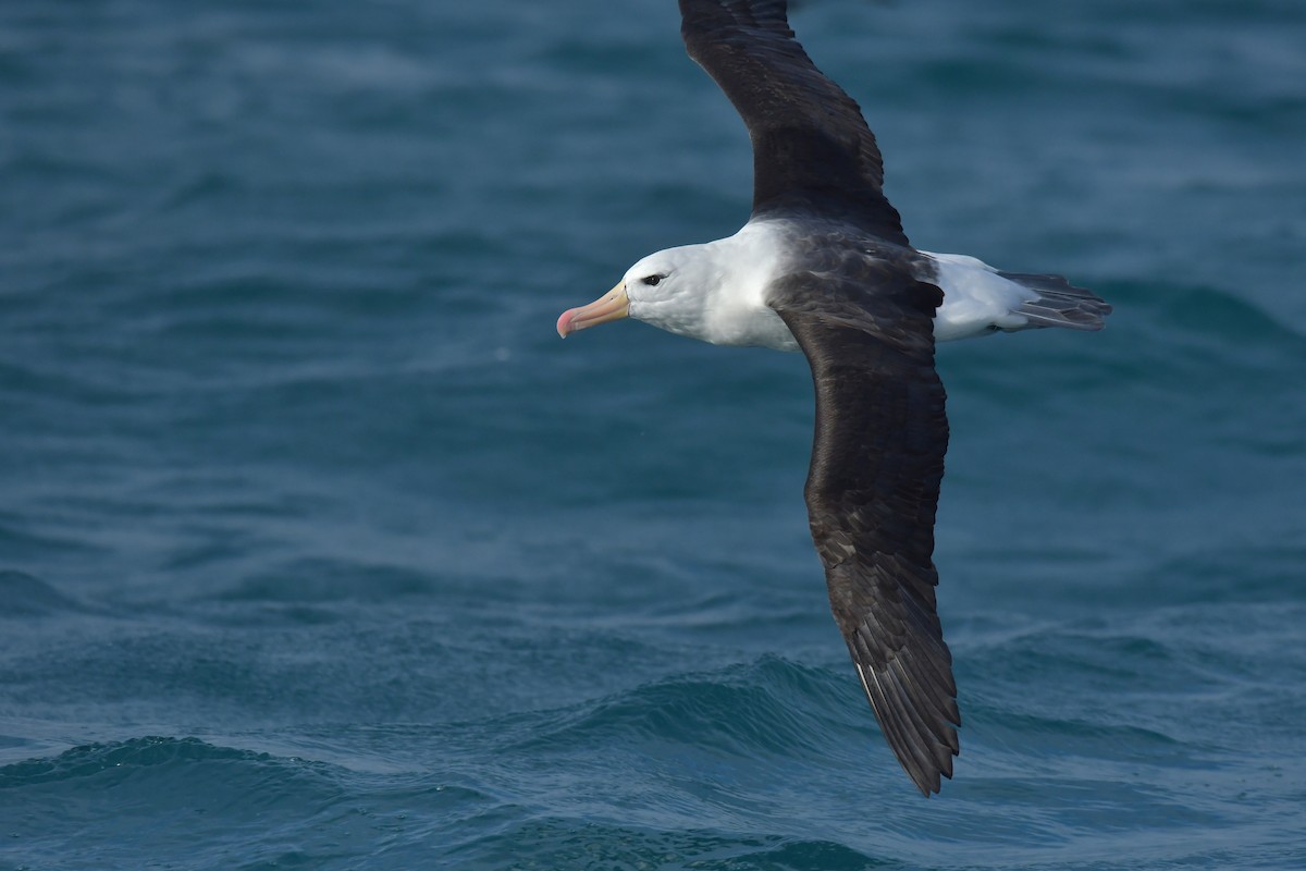 Black-browed Albatross (Black-browed) - ML603917501