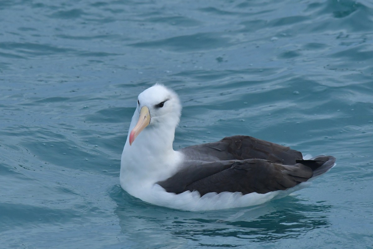 Black-browed Albatross (Black-browed) - ML603918721