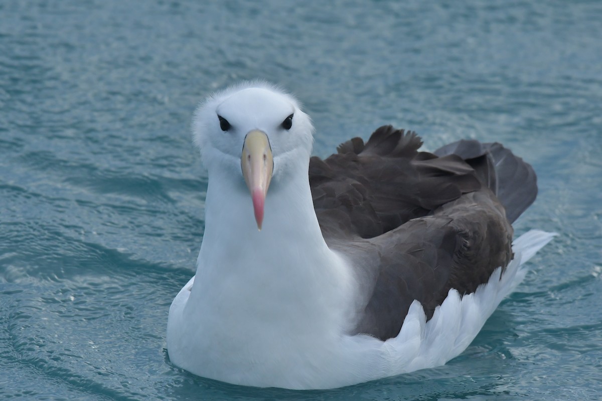 Black-browed Albatross (Black-browed) - ML603918741