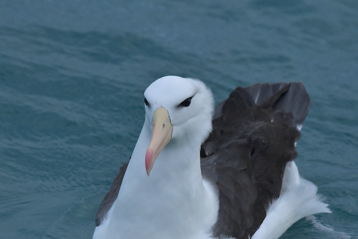 Black-browed Albatross (Black-browed) - ML603918751