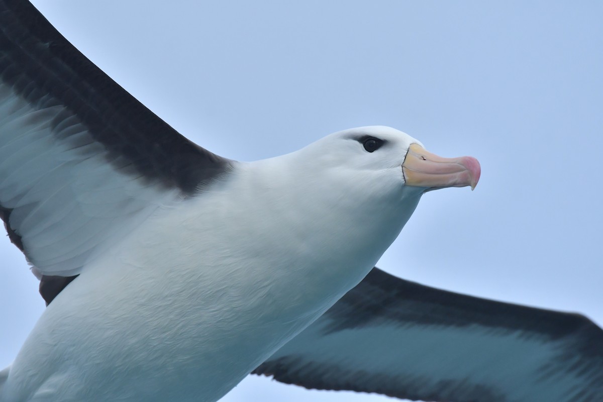 Black-browed Albatross (Black-browed) - ML603918771