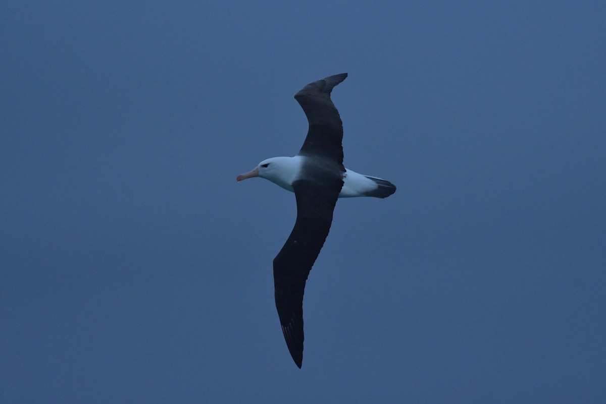 Black-browed Albatross (Black-browed) - ML603918821