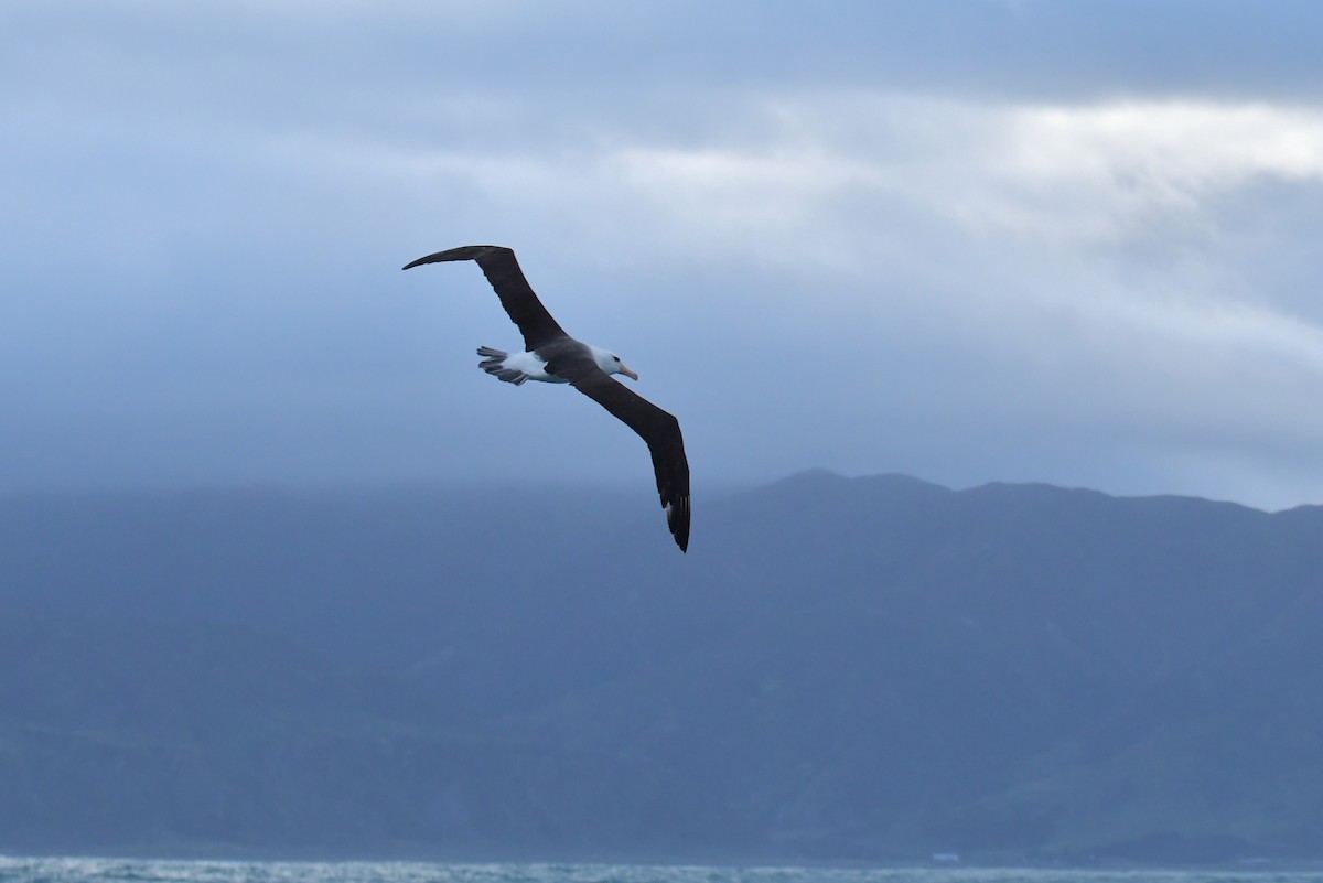 Black-browed Albatross (Black-browed) - ML603918911