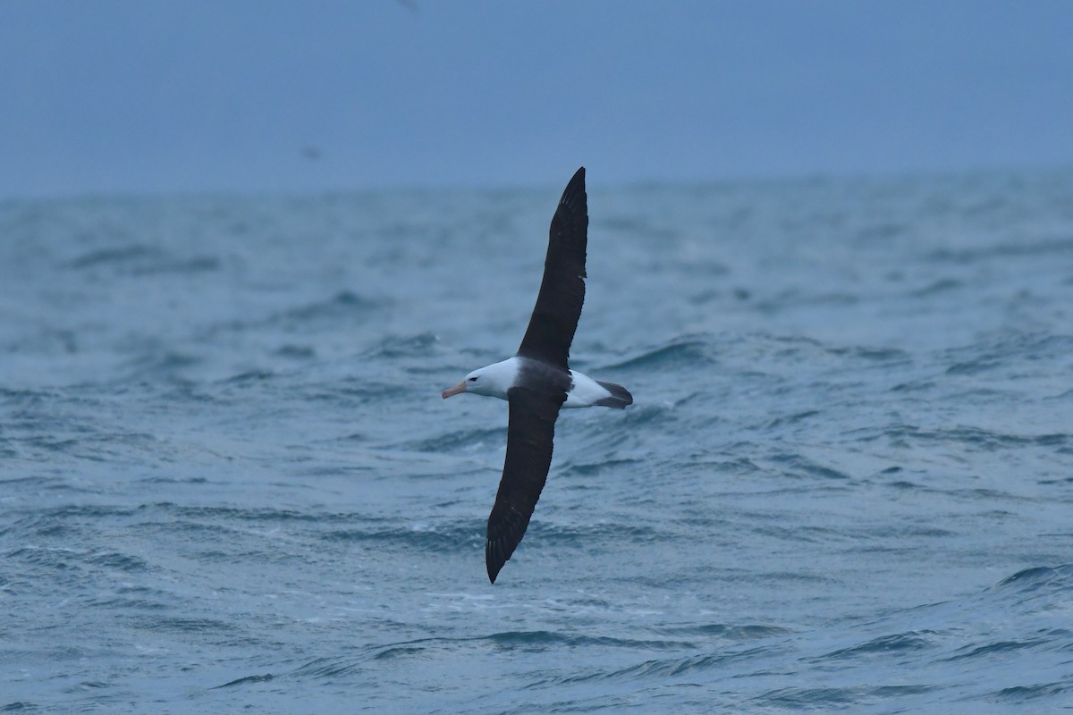 Black-browed Albatross (Black-browed) - ML603918921