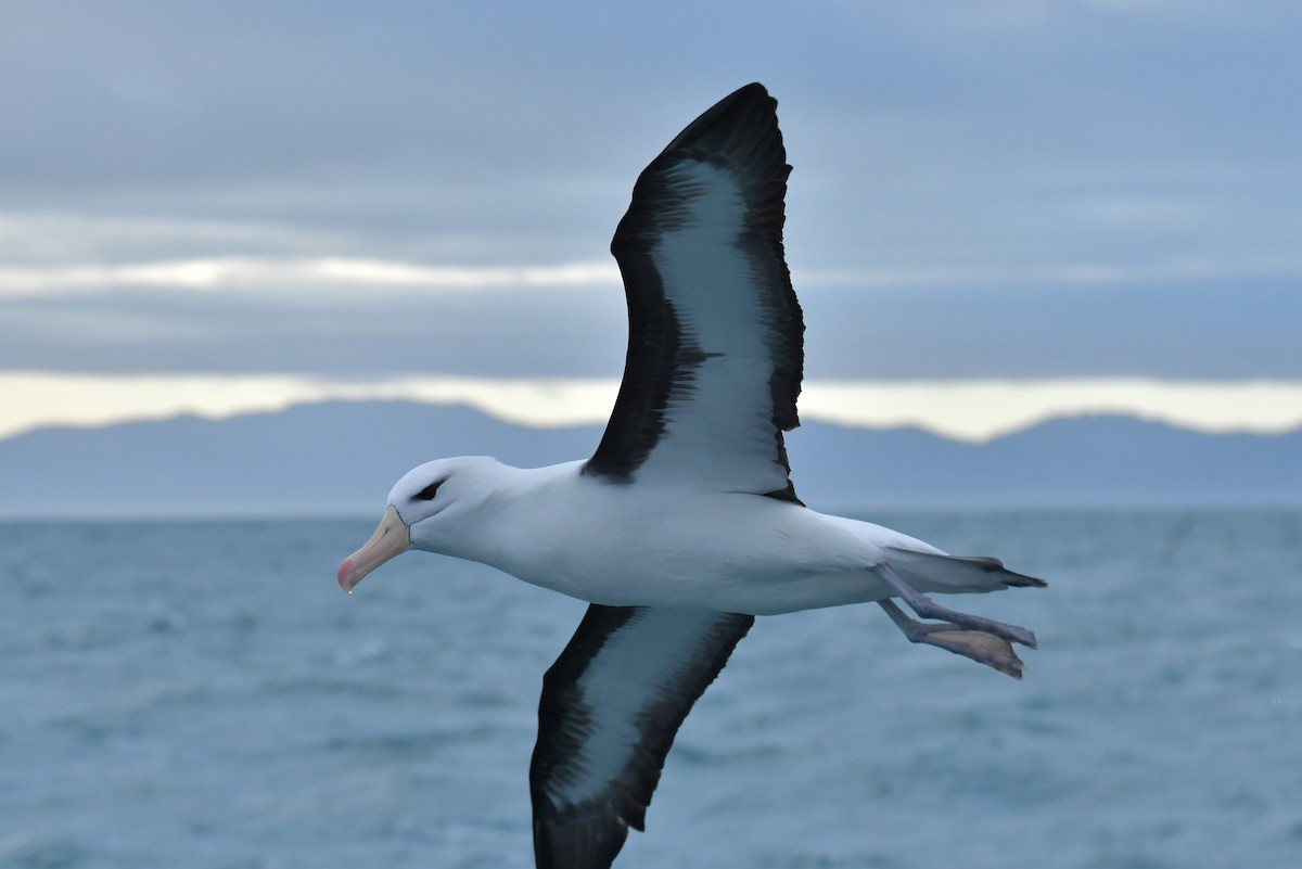 Black-browed Albatross (Black-browed) - ML603918931