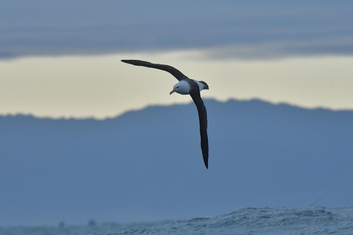 Black-browed Albatross (Black-browed) - ML603918941