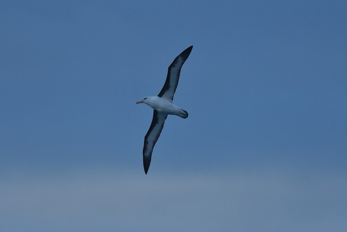 Black-browed Albatross (Black-browed) - ML603918951