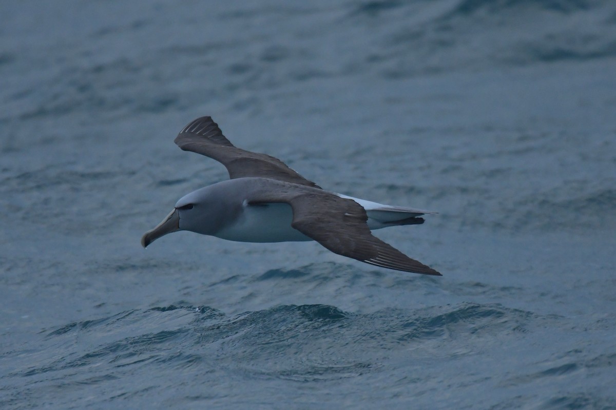 albatros snarský - ML603919521