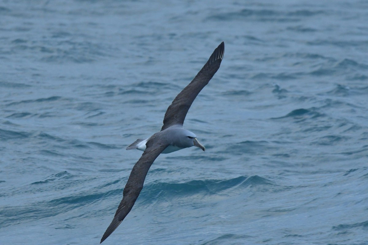 Albatros de Salvin - ML603919561