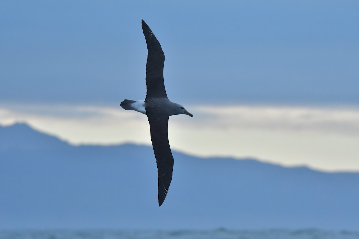 Salvin's Albatross - Christopher Stephens