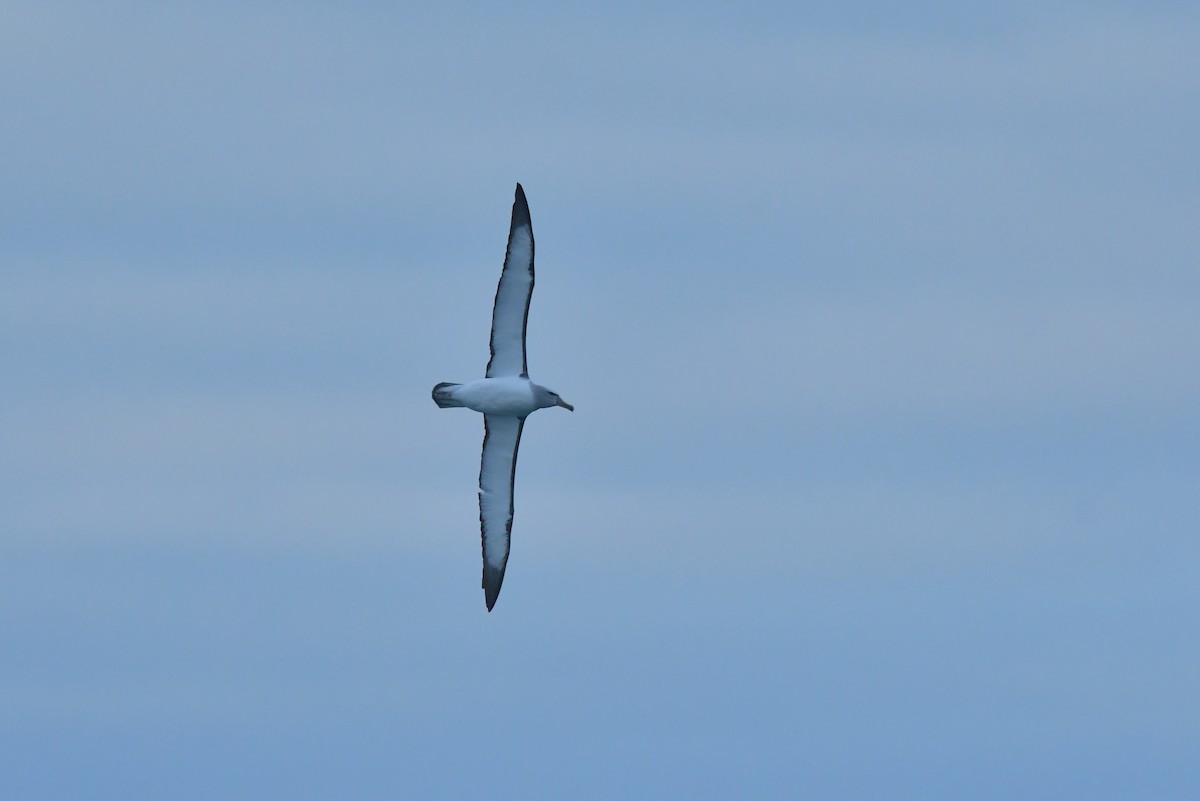 Salvin's Albatross - ML603919581