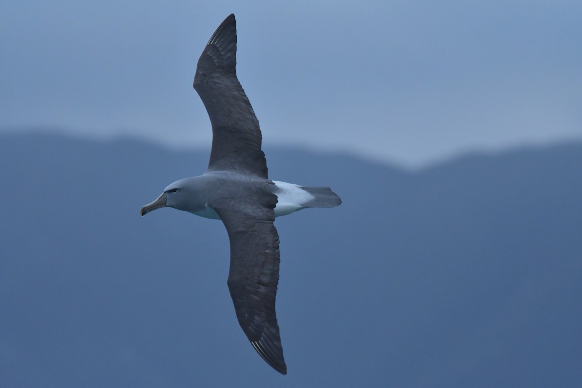 Salvin's Albatross - Christopher Stephens