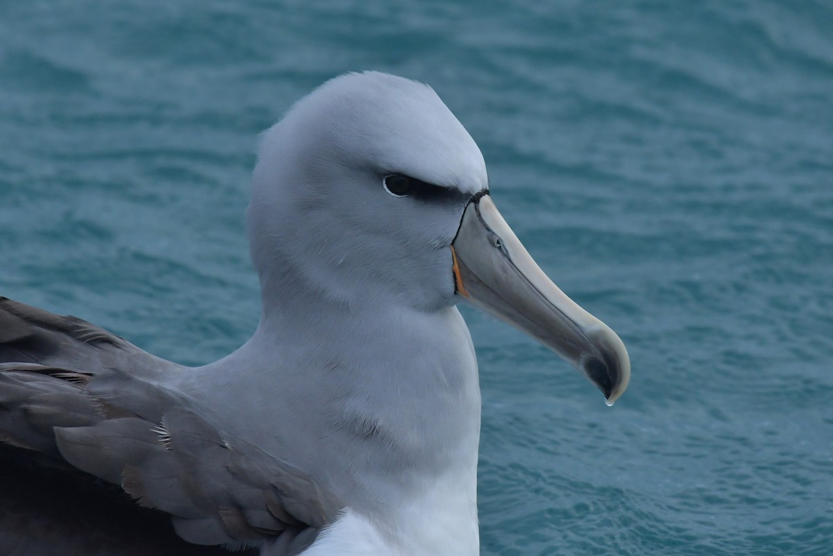albatros snarský - ML603919741