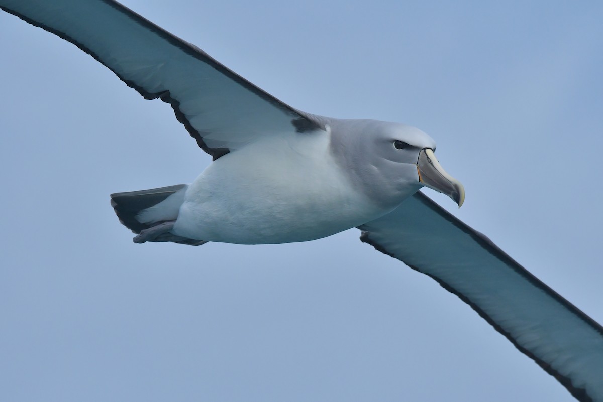 albatros snarský - ML603919751