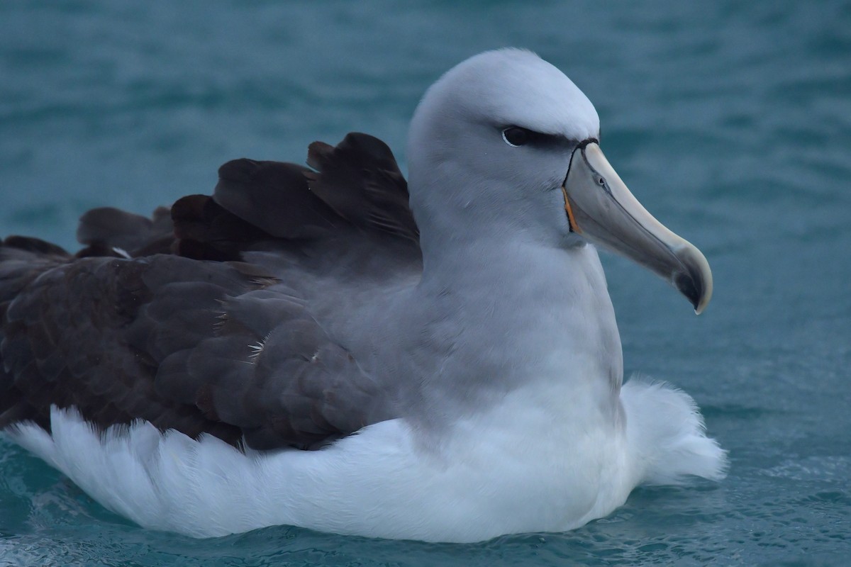 albatros snarský - ML603919781