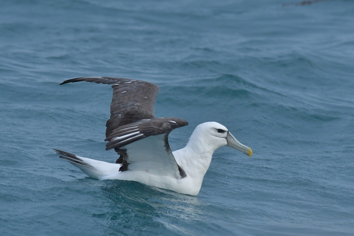albatros šelfový (ssp. steadi) - ML603920241