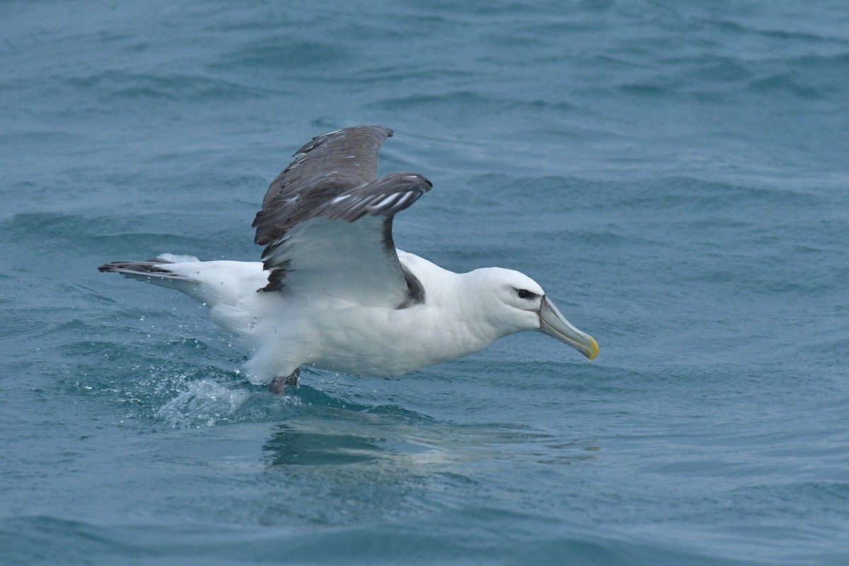 White-capped Albatross (steadi) - ML603920251