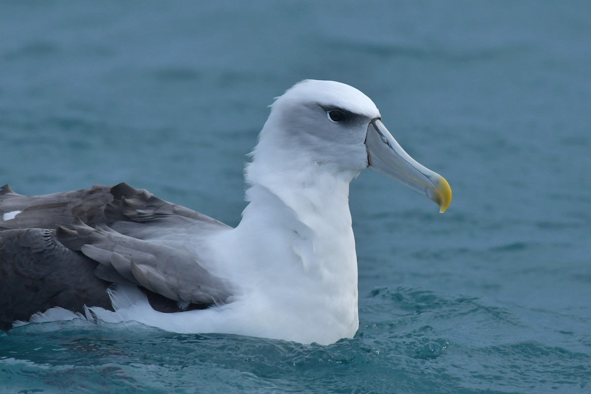 Albatros à cape blanche (steadi) - ML603920261