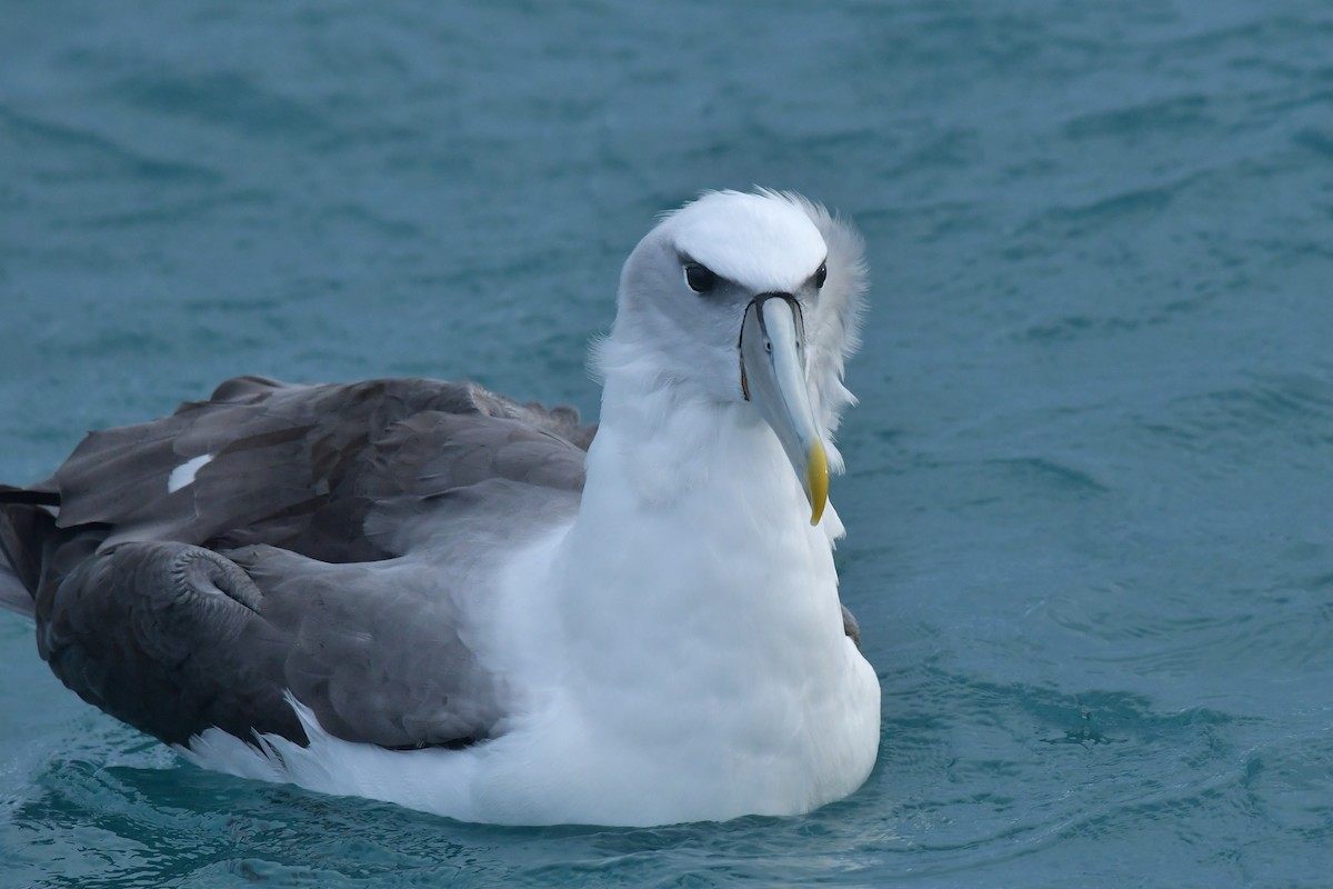 White-capped Albatross (steadi) - ML603920271