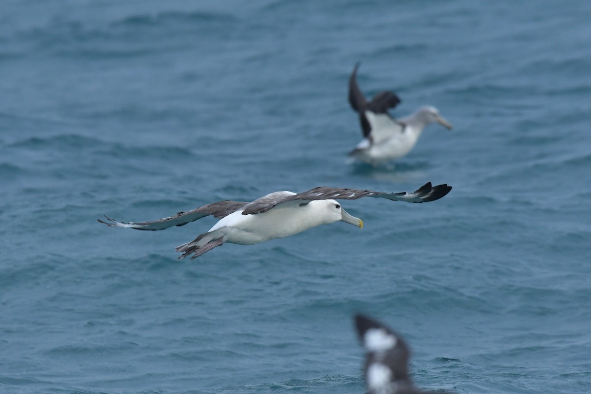 White-capped Albatross (steadi) - Christopher Stephens