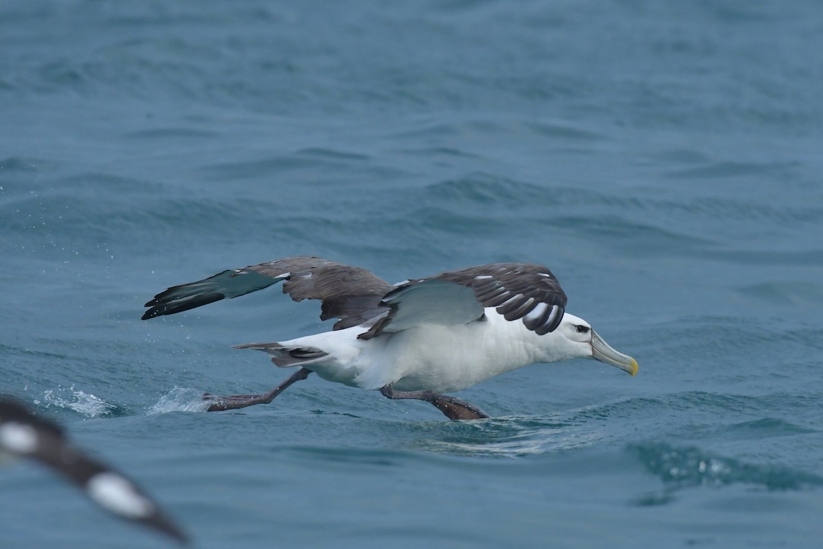Albatros à cape blanche (steadi) - ML603920291