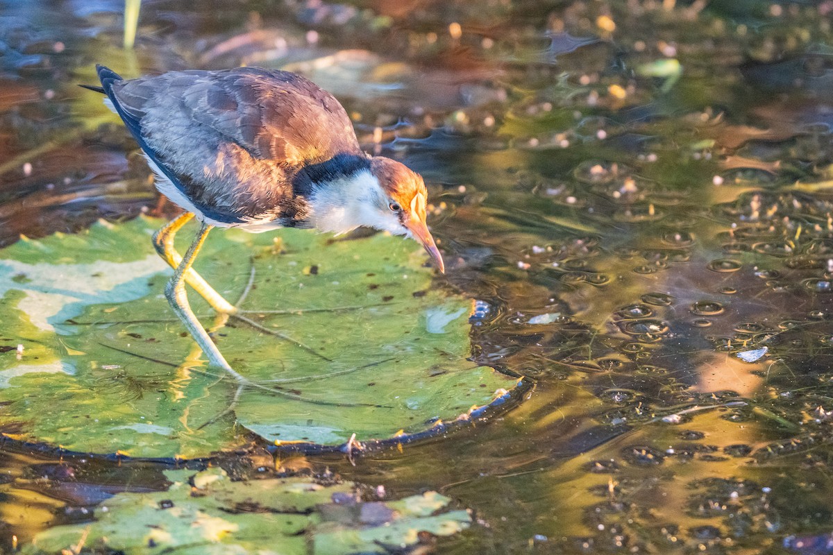Comb-crested Jacana - Duncan Henderson