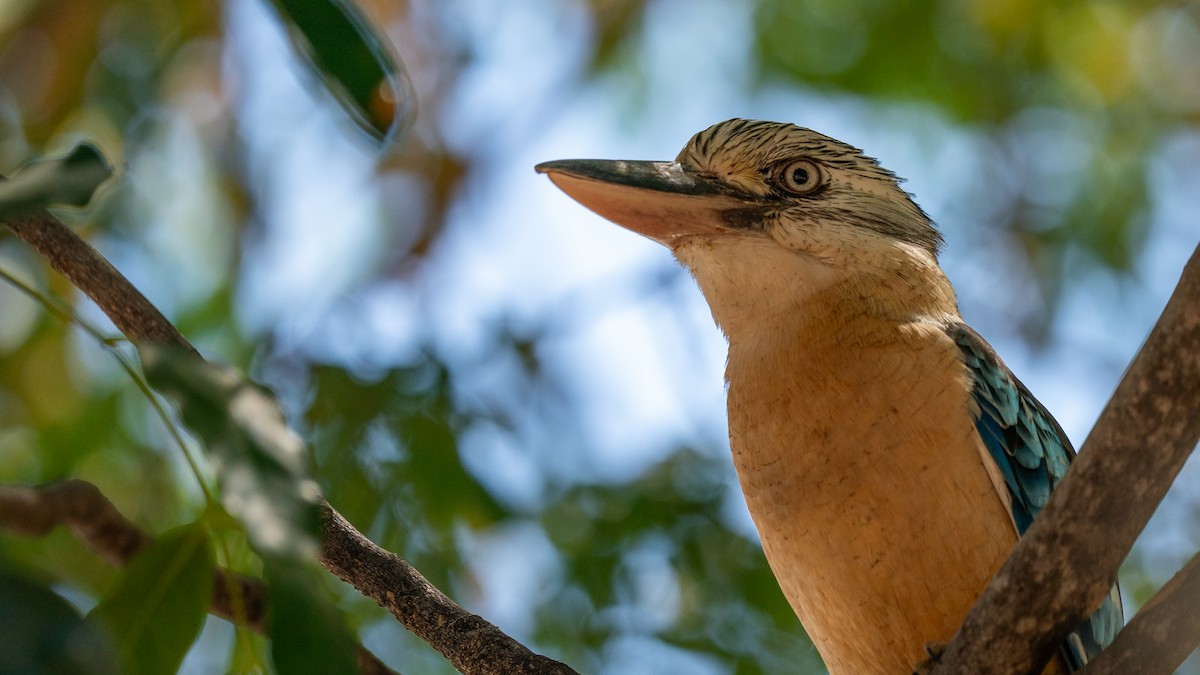 Blue-winged Kookaburra - Javier Cotin