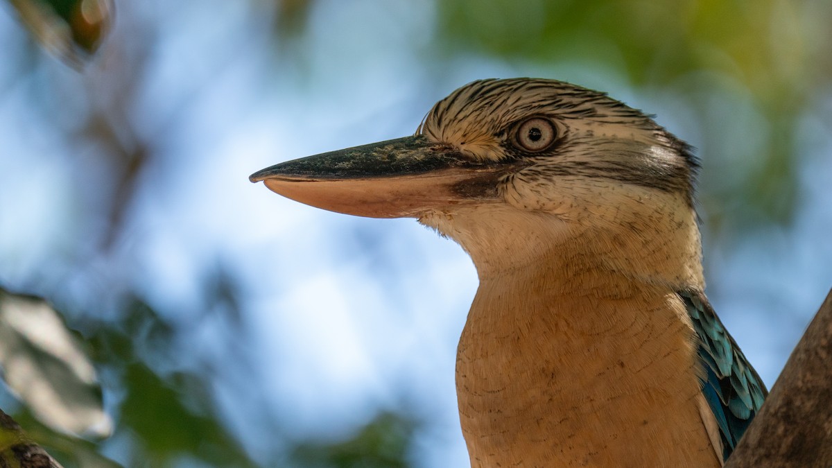 Blue-winged Kookaburra - Javier Cotin