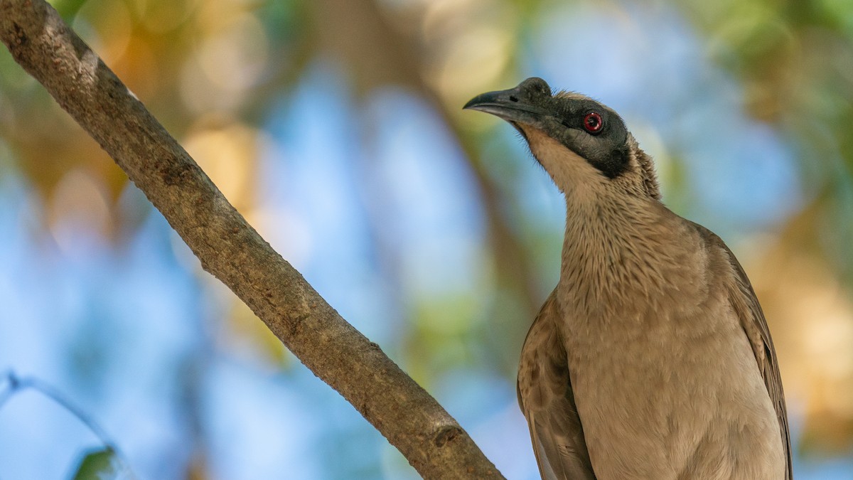 Silver-crowned Friarbird - ML603922391