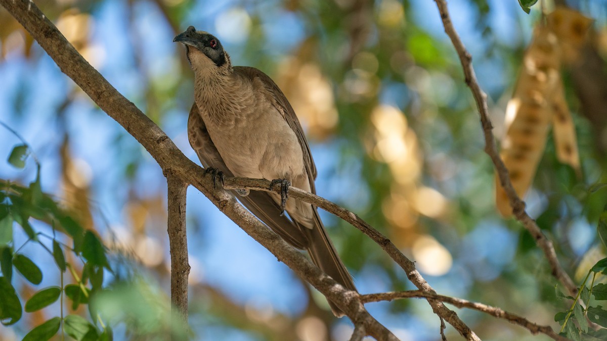 Silver-crowned Friarbird - ML603922401