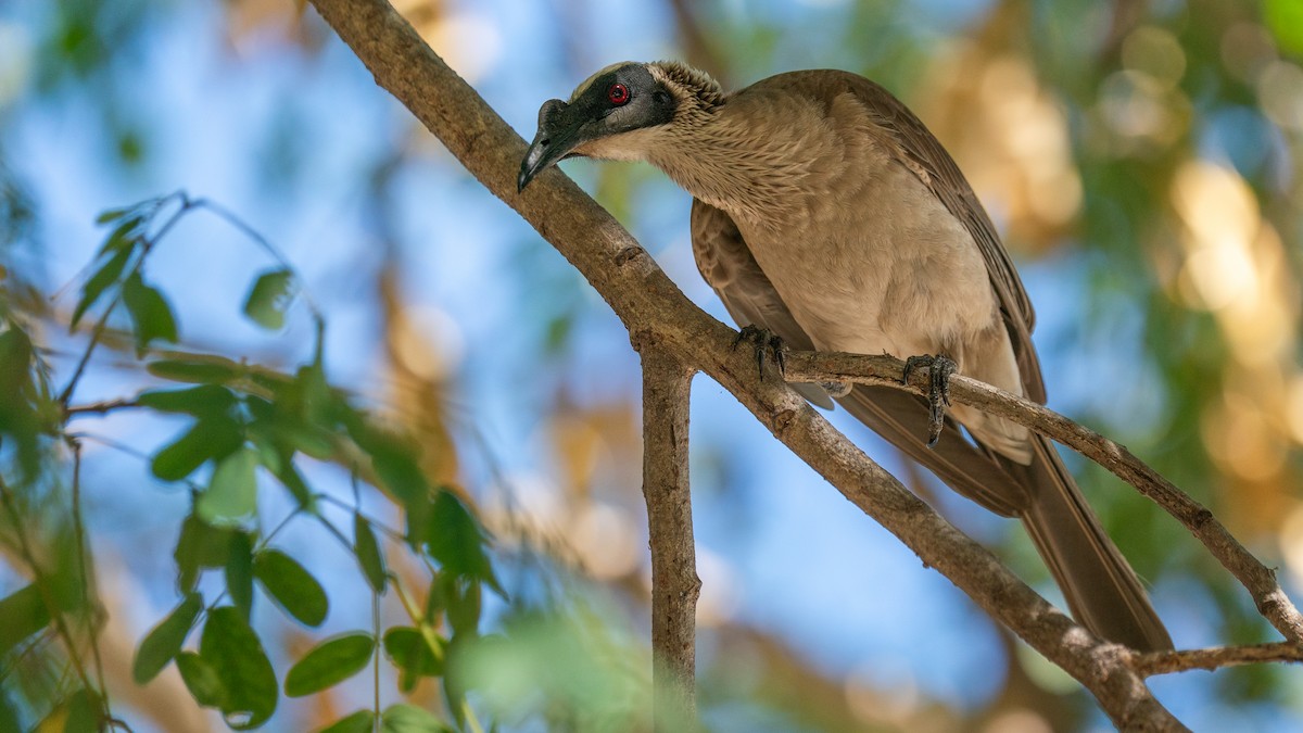Silver-crowned Friarbird - ML603922411
