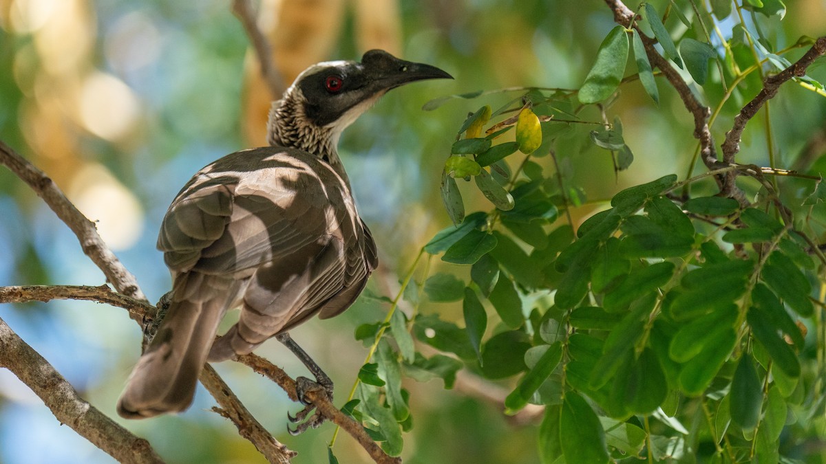 Silver-crowned Friarbird - ML603922431