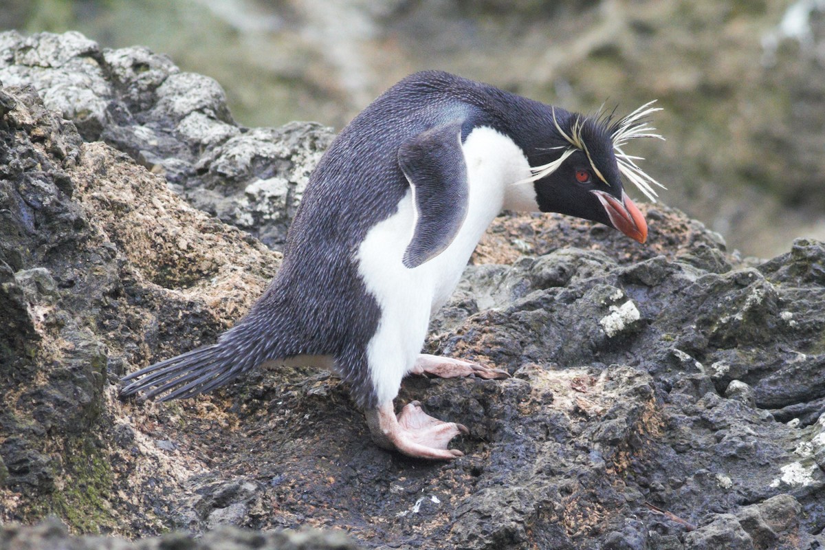 Southern Rockhopper Penguin - ML60392411