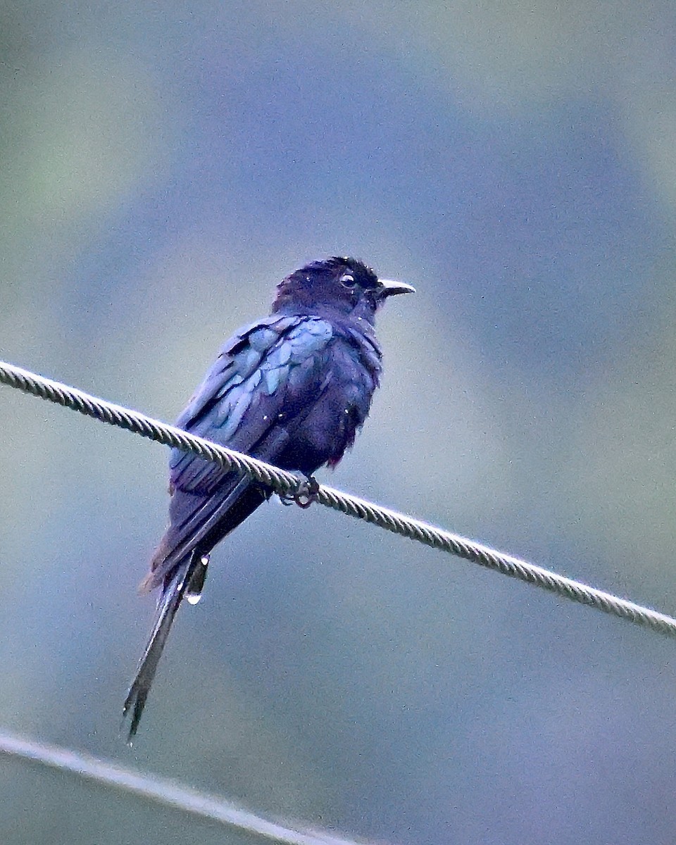 Square-tailed Drongo-Cuckoo - ML603927251