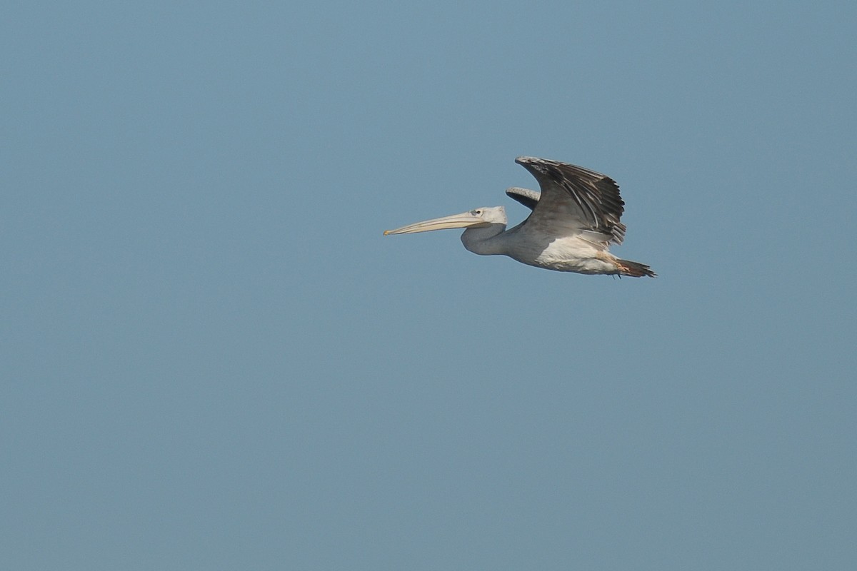 Pink-backed Pelican - ML603928731