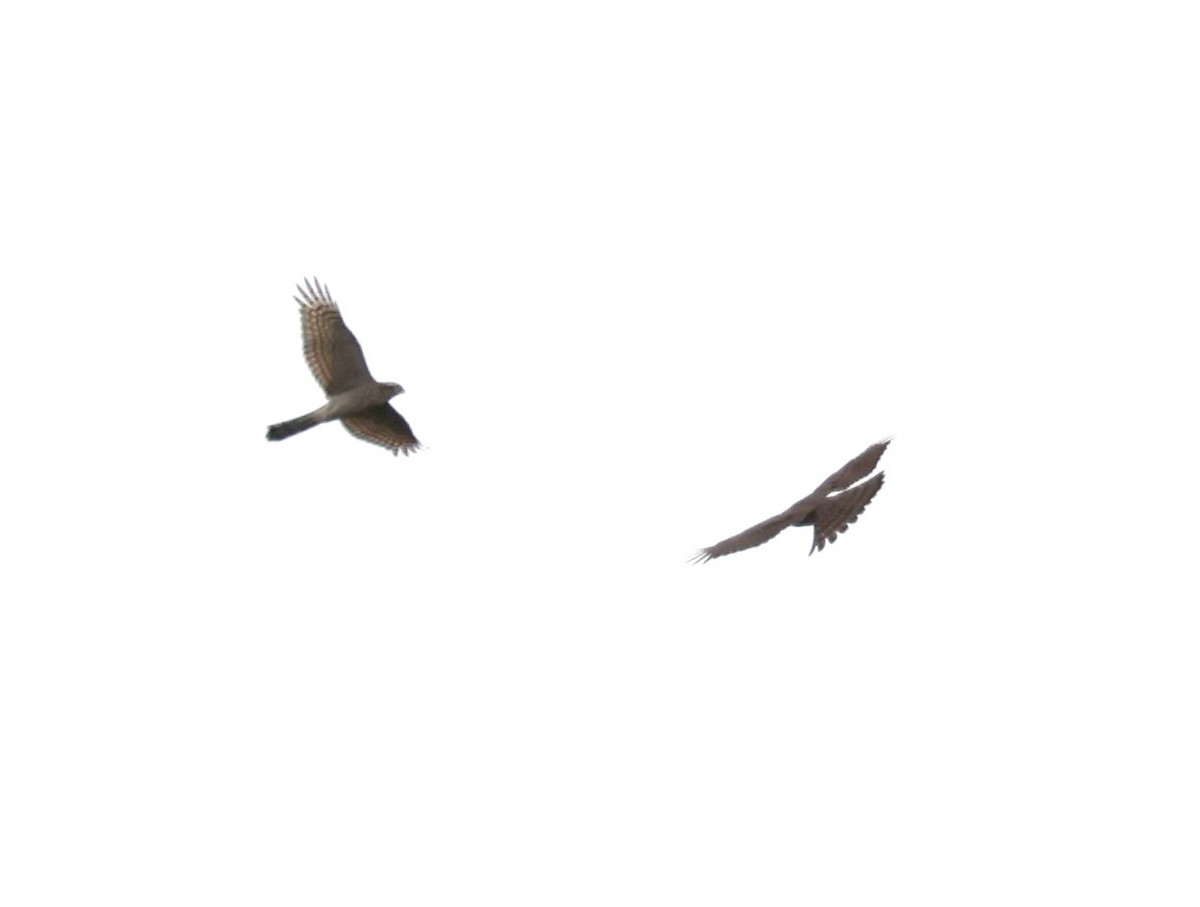 Eurasian Sparrowhawk - John Sandve