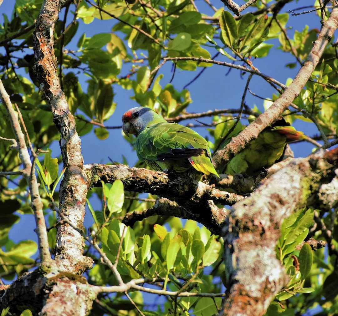 Red-tailed Parrot - Júlio César Machado