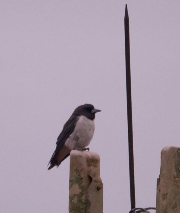 White-breasted Woodswallow - ML603934641